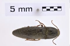 Foto (Dorsalansicht) von Melanotus annosus (Candéze, 1865) (NHMW-ZOO-COL-0007665)